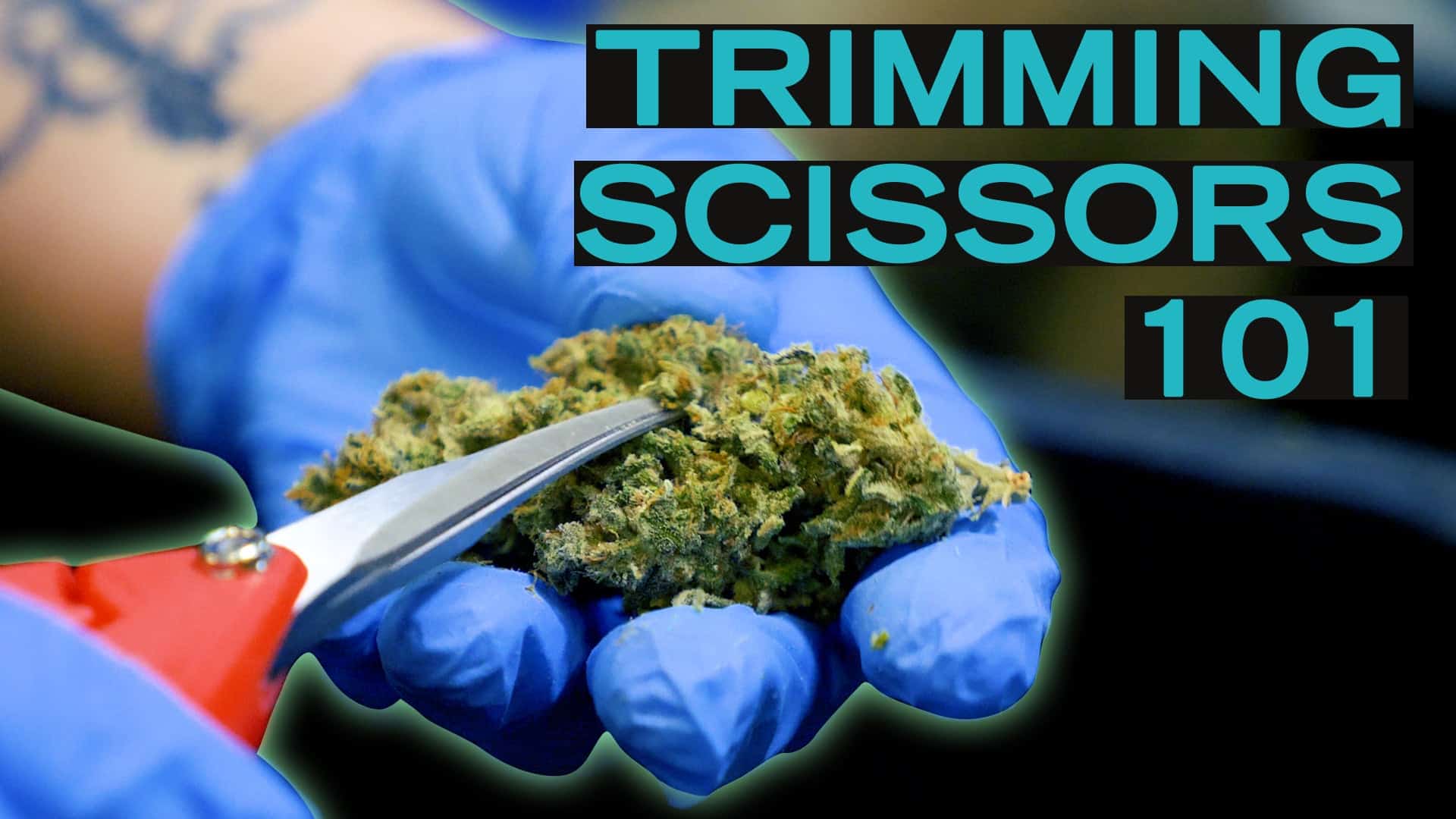 HOW TO CLEAN YOUR CANNABIS TRIMMING SCISSORS