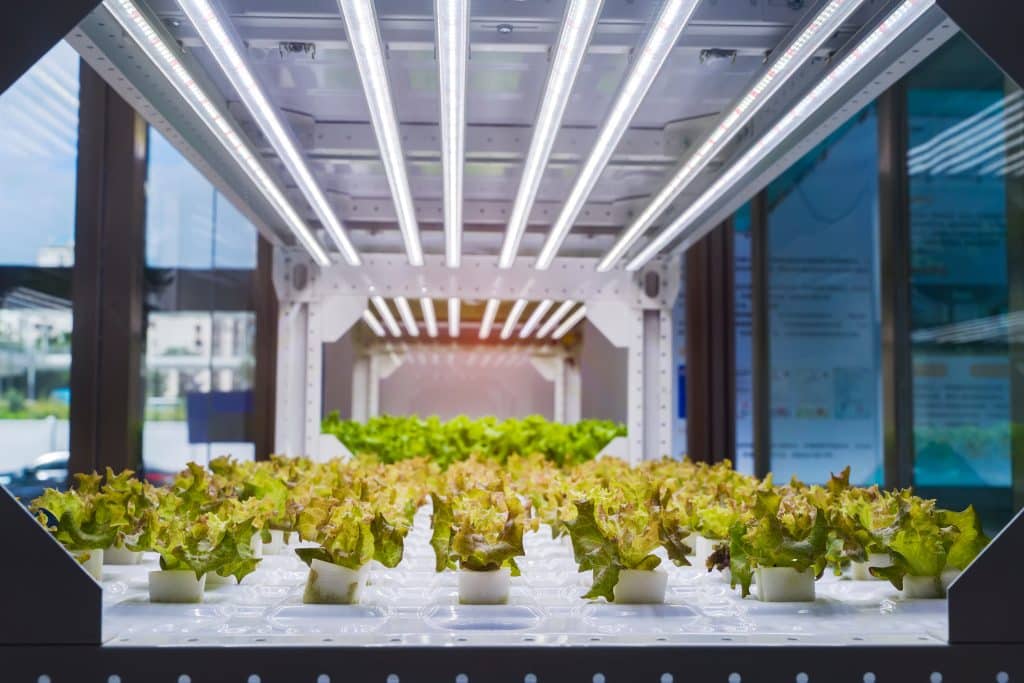 grow lights on hydroponic plants