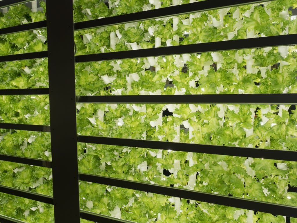hydroponic plants in a vertical farm