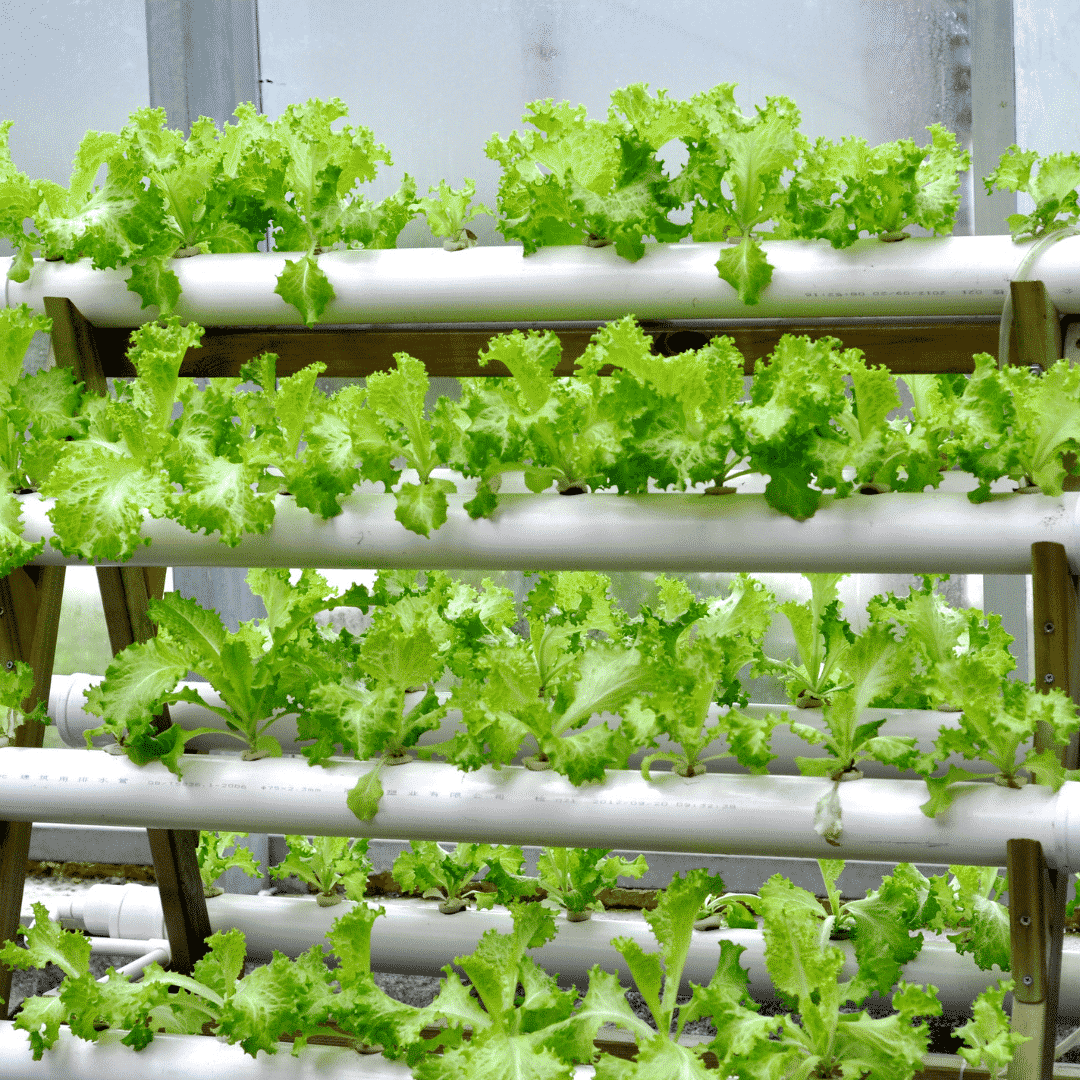 Hydroponics growing vertically