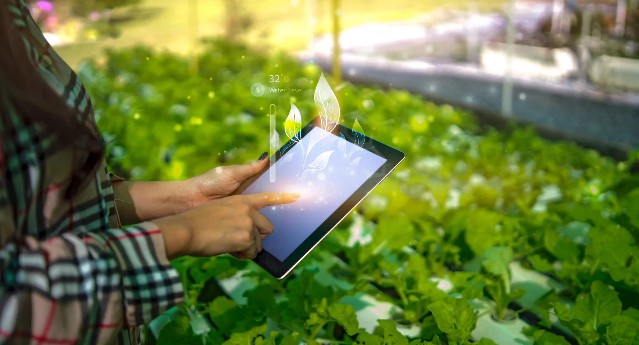 Person holding tablet in hydroponic garden