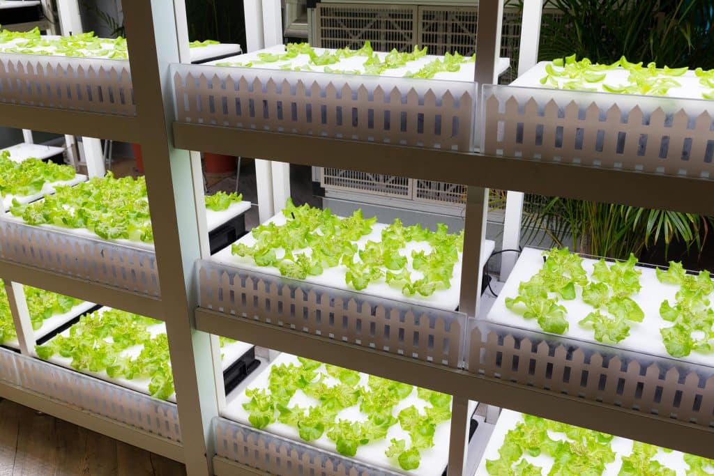 Hydroponic Systems The Ultimate Guide for Beginners